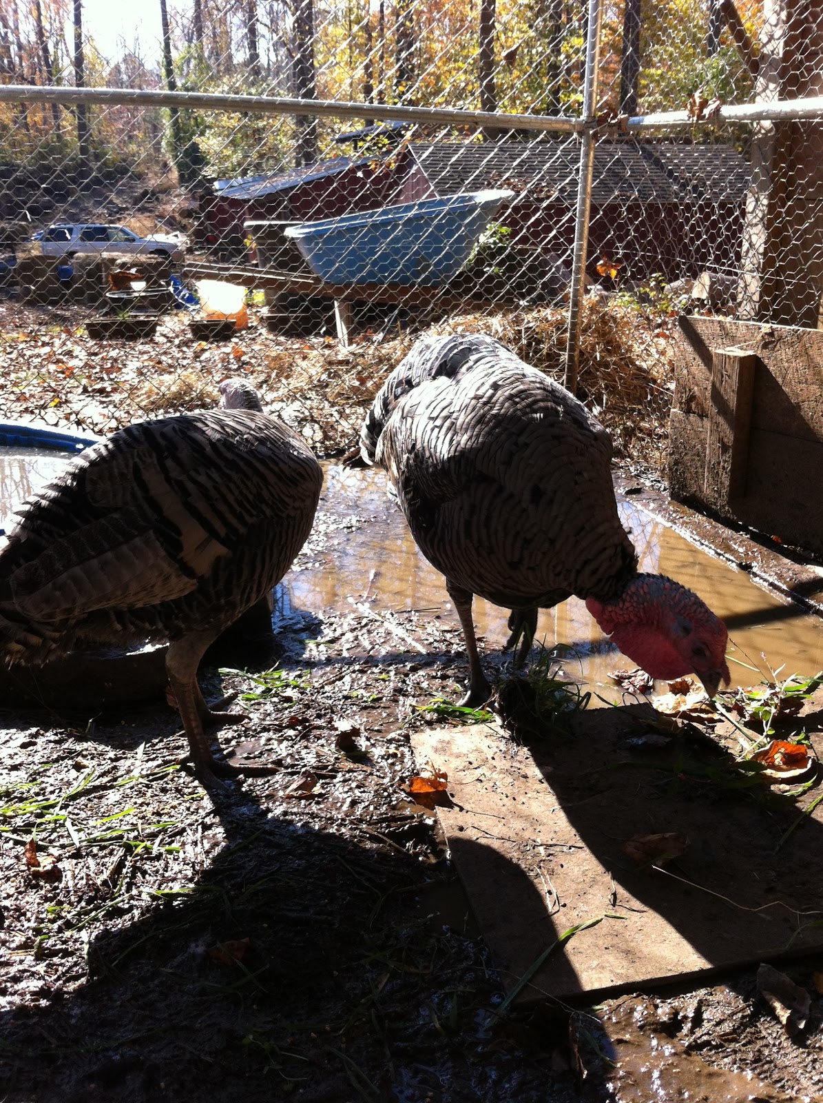 Turkeys and Ducks, living together, happily ever after Timber Creek Farm